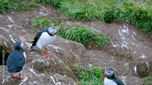Two puffins in Iceland engage in a comical argument, squawking at each other on a rocky slope, with one eventually retreating in defeat, a charming summer wildlife scene.