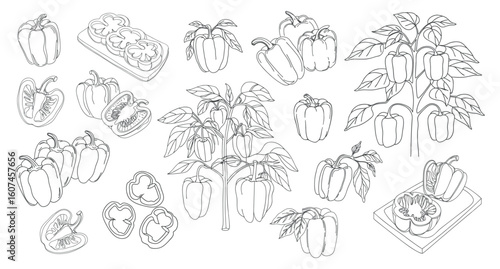 Bell pepper set. Hand drawn line bell pepper plants and vegetables. Hand drawn illustration. Bell peppers line art collection.