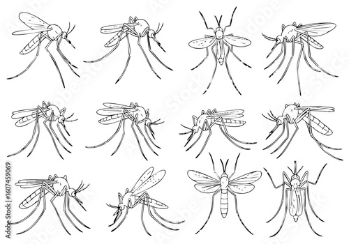 Line Art Detailed Mosquito Insect Drawing Illustration Set