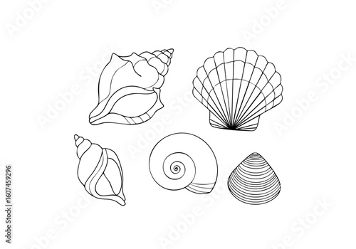 Simple Line Drawing Seashell Collection Marine Life Nature Illustration