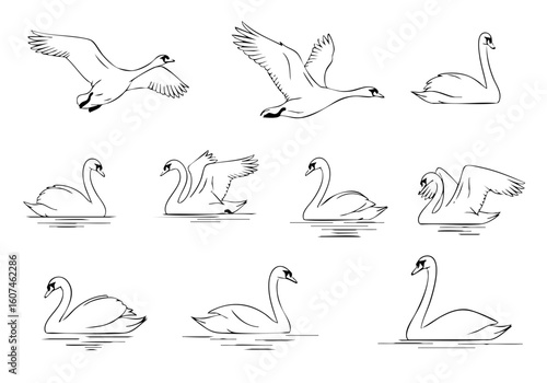 Handdrawn Detailed Swan Poses Illustration Line Art Animal Set