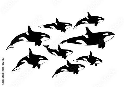 Simple Silhouette Group of Killer Whale Pod Mammal Aquatic Illustration