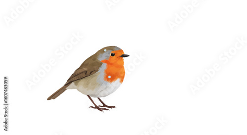 A robin in snow, vector cozy winter theme, white background