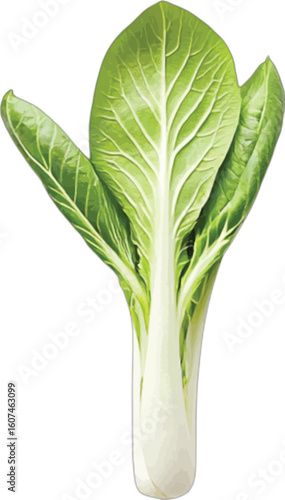Vibrant green bok choy leaves and stem leafy vegetable