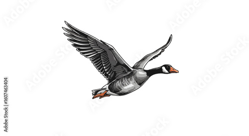 great crested grebe