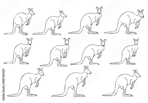 Line Drawing Group of Kangaroo Wildlife Australian Mammal Animal Illustration