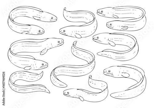 Outline Detailed Eel Illustration Set Aquatic Animal Line Art Drawing