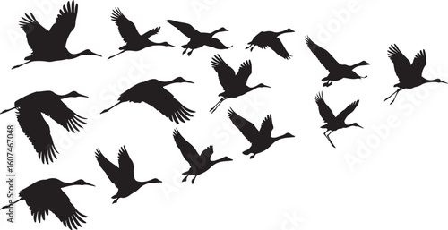 Silhouette Flight Avian Majesty Winged Migration A Symphony of Cranes Ascending Against an Open Sky A Dance of Feathers and Freedom