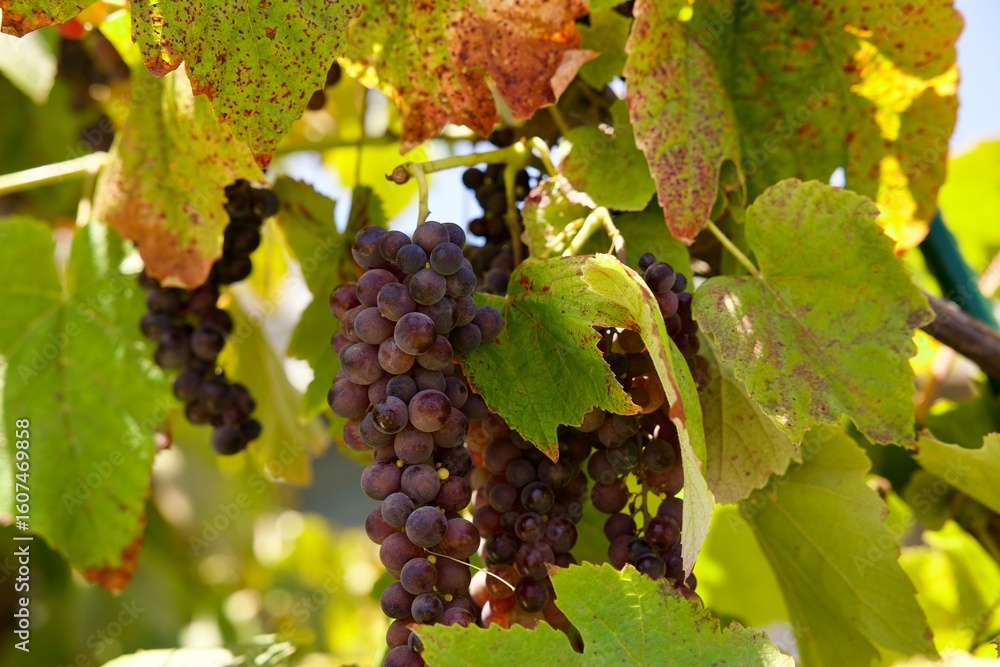 Fototapeta premium cluster of red grapes hang from the vine