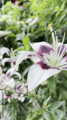 Dolly-in shot of excellent Kushi maya lilies