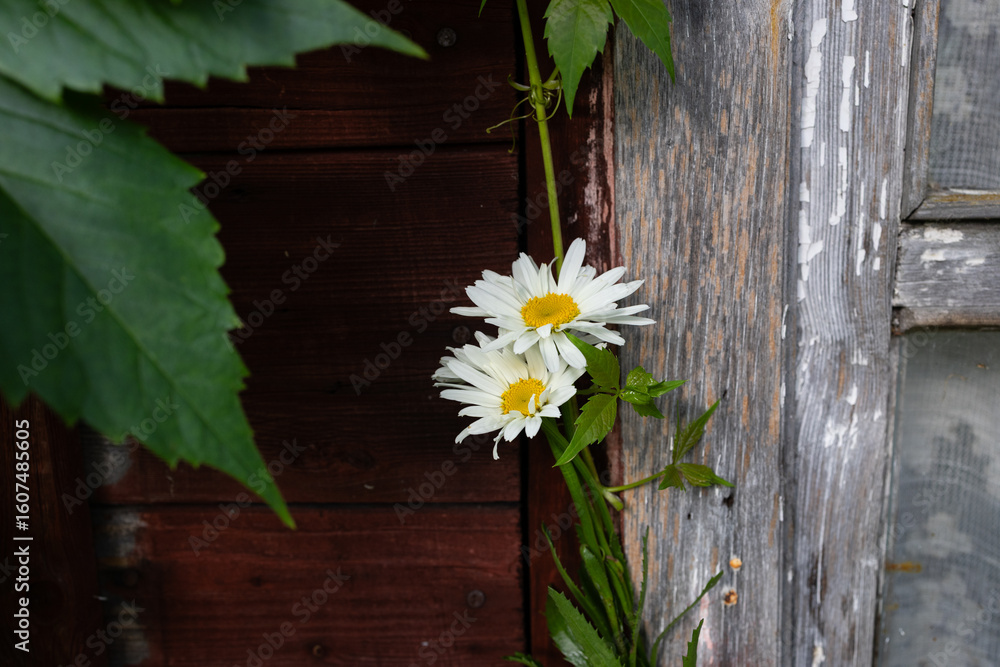 Obraz premium Daisies with yellow centers grow against a burnt-out wooden wall surrounded by green leaves. rustic atmosphere.