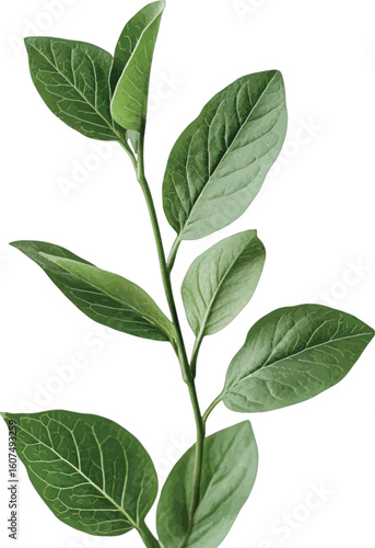 Fresh green leaves on stem plant foliage