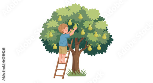 Young boy harvests ripe pears from a tall tree using a ladder.