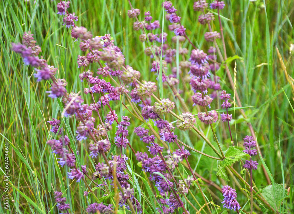 Obraz premium In nature, the blooms Salvia verticillata