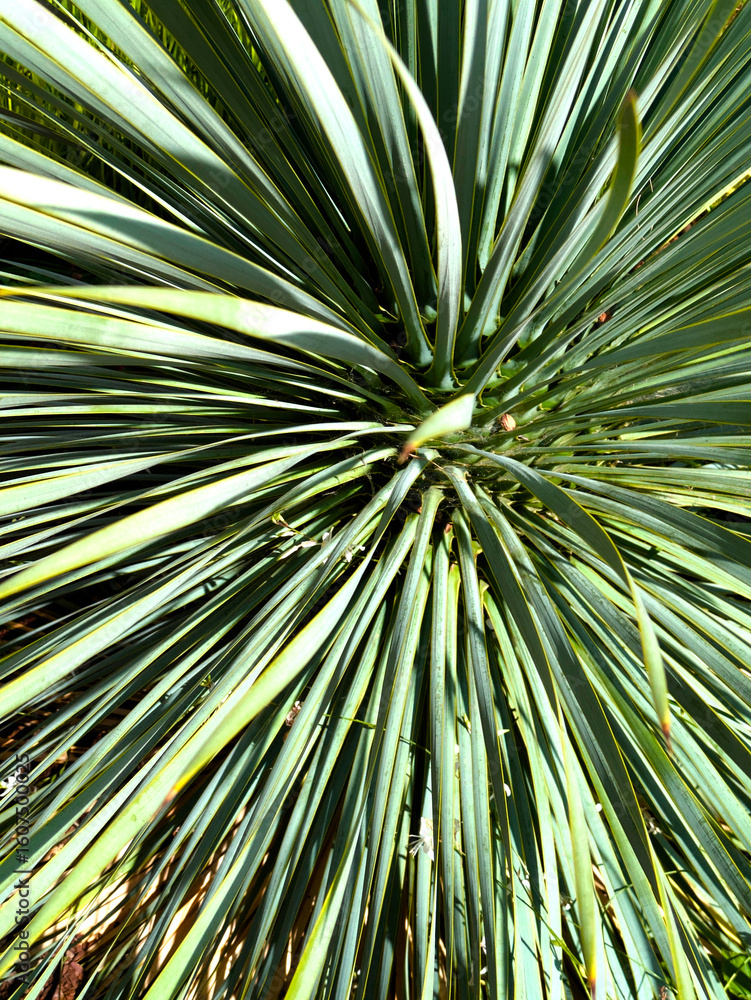Obraz premium Radiant Desert Symmetry: Close-Up of Blue Yucca Plant with Striking Spiky Leaves and Sunlight Patterns – Nature’s Geometric Masterpiece in the Arid Southwest