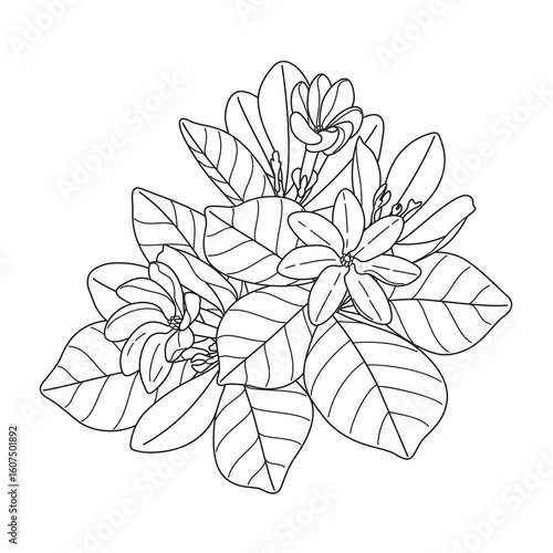 Flowering Branch Tiare Outline Drawing