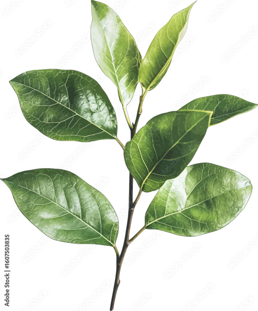 Naklejka premium Vibrant green leaves branch plant nature