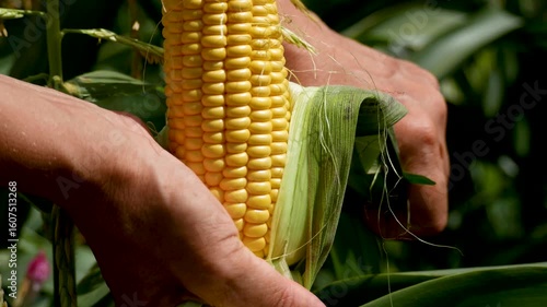 Female farmer hands peel ripe yellow corn from green husks in the garden. Organic farming, harvesting vegetables, natural food, healthy diet.