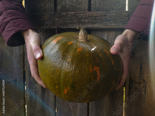 hands holding an pumpkin. A man's hands hold a ripe pumpkin on the background of a wooden fence outdoors close-up. A big ripe pumpkin outside in the hands of a adut man. Harvesting and gardening conce