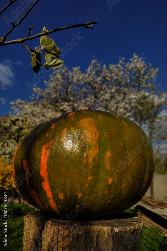 Ripe pumpkin on a wooden stump in the garden against a blue sky. A big ripe pumpkin in a garden. Harvesting and gardening concept