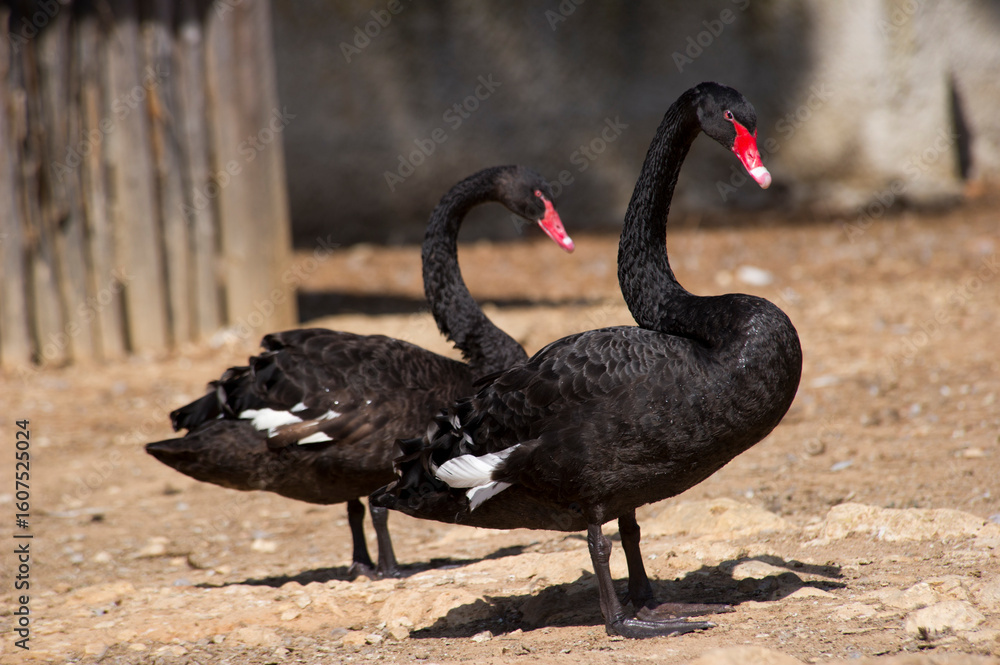 Obraz premium Couple of black swans standing, Sardinia, Italy