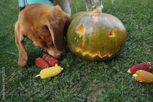 Beagle dog sniffs a Halloween pumpkin head next to small corns on the green grass in the yard. The concept of preparing for the Halloween holiday