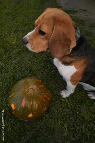 Beagle dog sitting near Halloween pumpkin head on green grass in yard. The concept of preparing for the Halloween holiday. Beagle in the grass