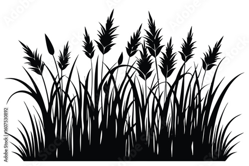 Black silhouette of pampas grass, reed plants, and blades of grass illustration