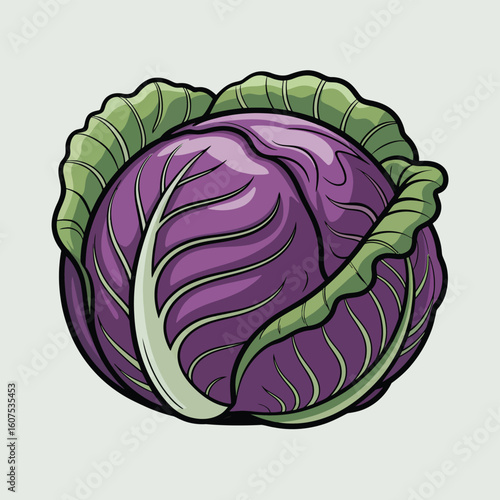 Vibrant red cabbage illustration with detailed leaf texture