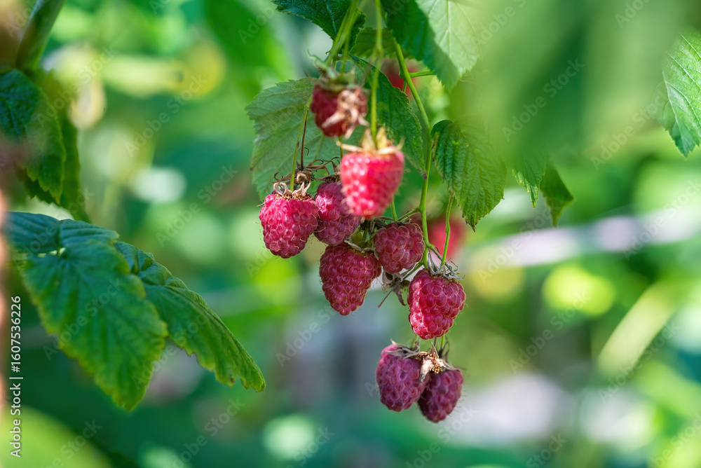 A bunch of raspberries in the garden. A bunch of raspberries in the garden.