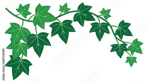 Green Ivy Plant Vine Branch Isolated on White Background Nature Illustration for Design and Decoration Ideas