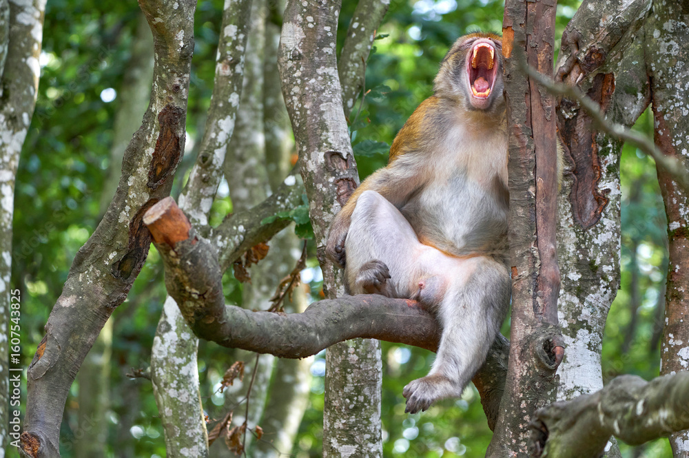 Fototapeta premium Macaque crying in the natural surroundings 