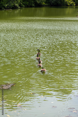 Foto A gaggle of geese at by the water