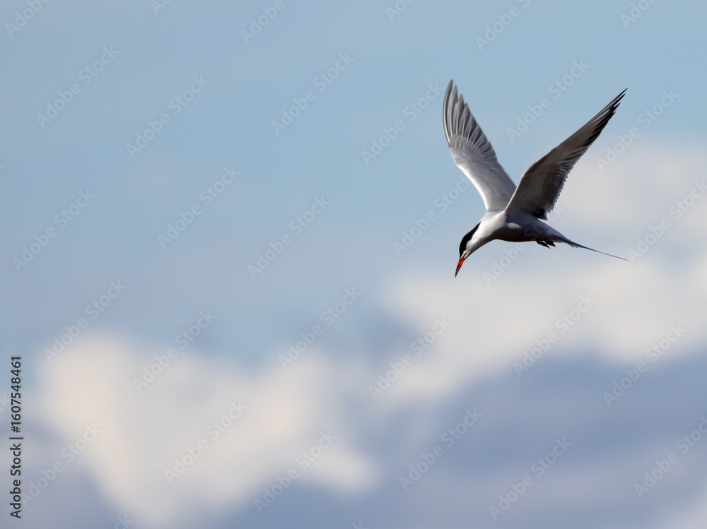 Fototapeta premium flying Sterna on blue sky background
