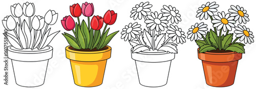 Flower pots with tulips and daisies in split style, black and white outline and colored version for kids coloring pages and educational art projects