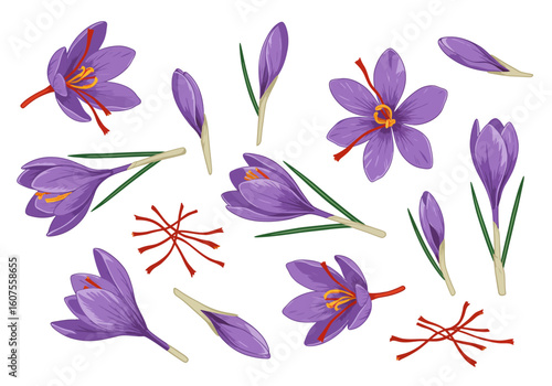 Saffron plant depictions flowers buds  stigmas isolated on white