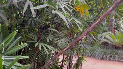 Dense tropical foliage with green palm leaves

