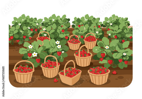 Strawberry field baskets filled green plants in rows brown earth