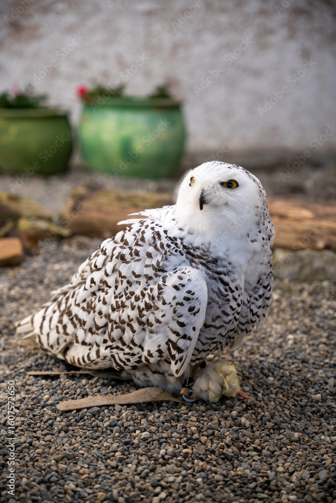 Fototapeta premium Majestic Snowy Owl Perched on Gravel in Captivity – Arctic Bird, Raptor, Animal Park, Winter Wildlife