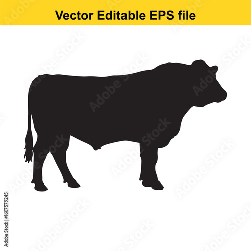 Dairy cow and calf, cow and calf, milk cow, angus cow
