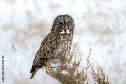 Great Gray Owl Strix nebulosa perched on a Juniper branch