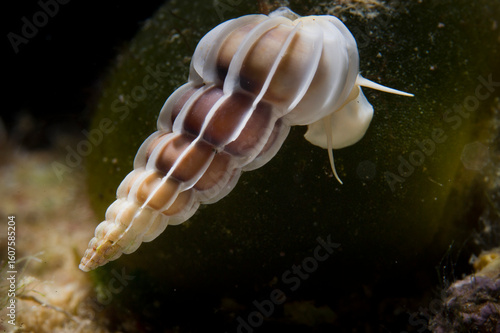 Billede på lærred Epitonium lamellosum, gastropod mollusc