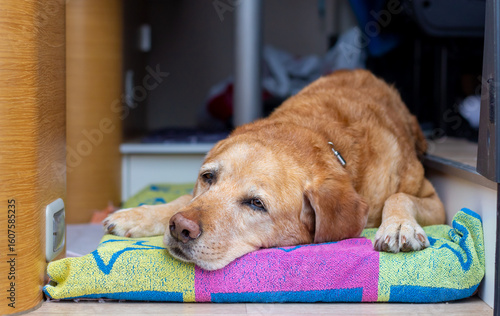 Photography Tired yellow labrador dog resting on the floor of a motorhome