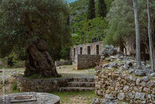 Εκτύπωση καμβά Ancient archaeological site with massive olive tree growing among stone foundati