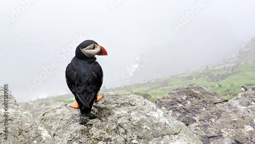 Atlantic puffin (fratercula arctica) on the cliffs of Skellig Island on foggy day, Ireland. Copy space