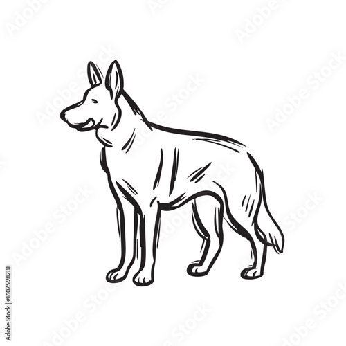 A German Shepherd dog stands facing left on a white background.