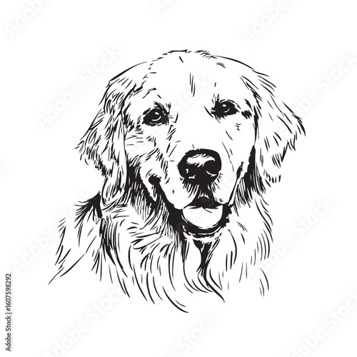  A golden retriever's head looks forward on a white background.