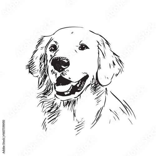 A happy golden retriever dog's head on a white background.