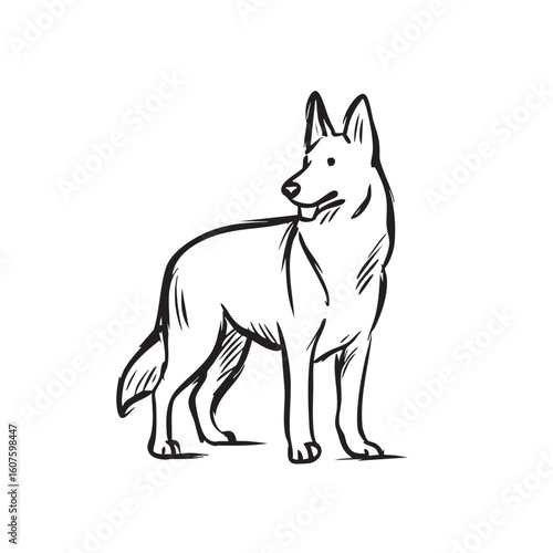 A German Shepherd dog stands on a white background looking back.