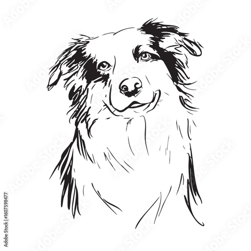  An Australian Shepherd dog's head is shown smiling on a white background.